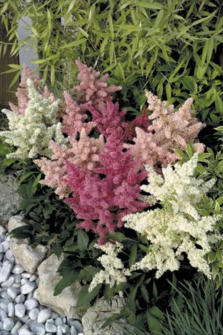 Foto fiore da  Vaso e aiola Astilbe arendsii Astary® Mix