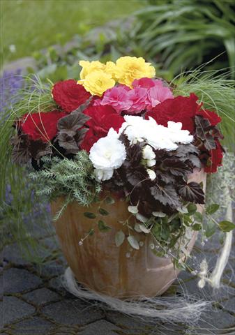 Foto fiore da  Vaso, aiuola, balcone, basket Begonia tuberosa NonStop® Mocca Mix