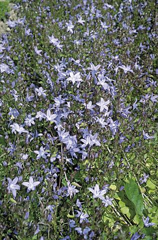 Foto fiore da  Vaso e aiola Campanula poscharskyana Campanula poscharskyana