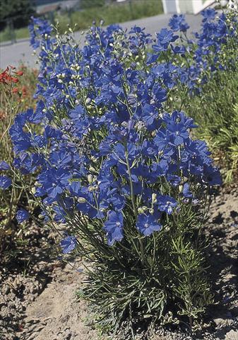 Foto fiore da  Vaso e aiola Delphinium grandiflorum Blue Mirror