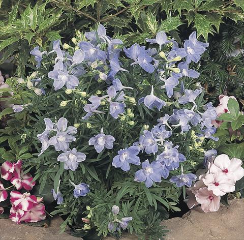 Foto fiore da  Vaso e aiola Delphinium grandiflorum Summer Blues®