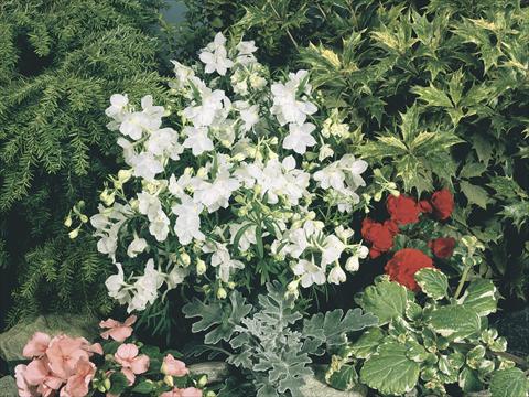 photo of flower to be used as: Pot and bedding Delphinium grandiflorum Summer Stars