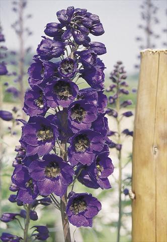 Foto fiore da  Vaso e aiola Delphinium hybrida Benary