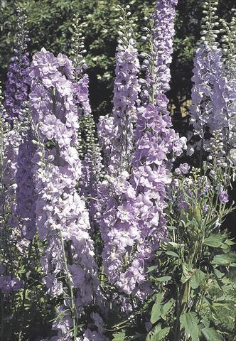 Foto fiore da  Vaso e aiola Delphinium hybrida Benary