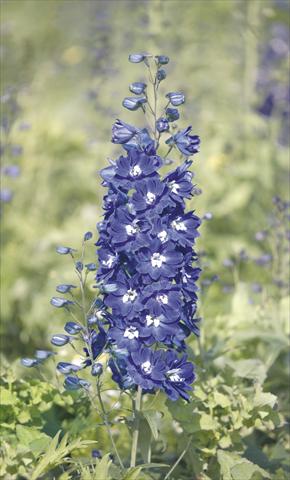 Foto fiore da  Vaso e aiola Delphinium hybrida Benary