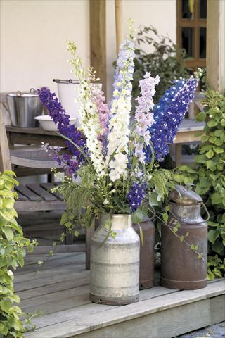 photo of flower to be used as: Pot and bedding Delphinium hybrida Benary