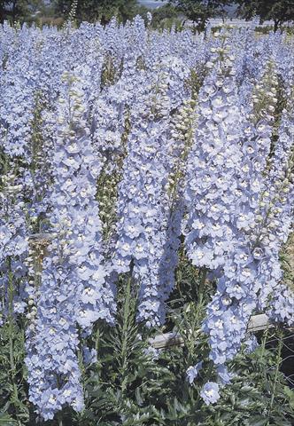 Foto fiore da  Vaso e aiola Delphinium hybrida Benary