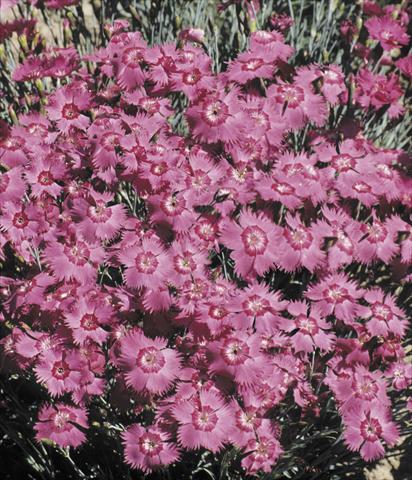 Foto fiore da  Vaso e aiola Dianthus Grandiflorus