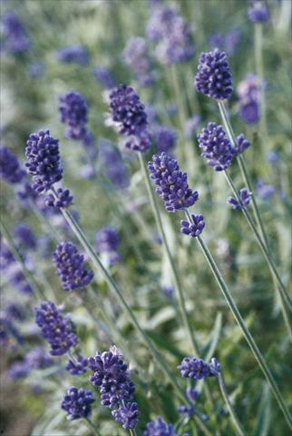 Foto fiore da  Vaso e aiola Lavandula angustifolia Vicenza Blue