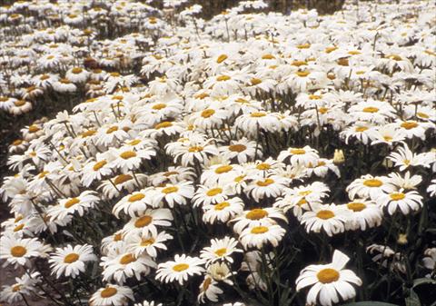 Foto fiore da  Vaso e aiola Leucanthemum x superbum Silver Princess