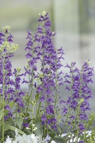 Foto fiore da  Vaso e aiola Lobelia speciosa Fan® Blue