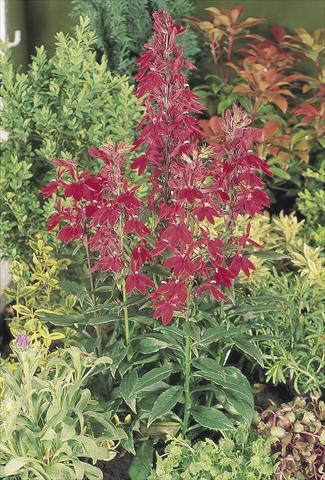 Foto fiore da  Vaso e aiola Lobelia speciosa Fan® Burgundy