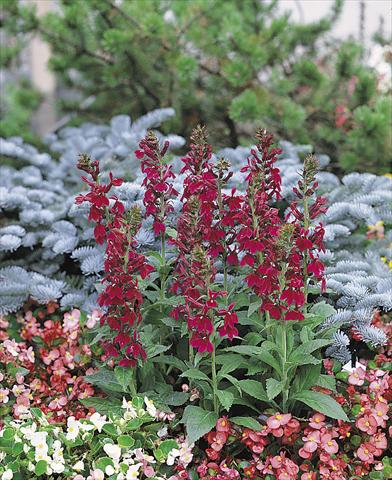 Foto fiore da  Vaso e aiola Lobelia speciosa Compliment Deep Red