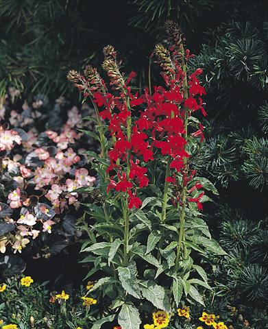 Foto fiore da  Vaso e aiola Lobelia speciosa Compliment Scarlet