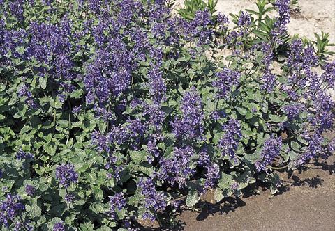 Foto fiore da  Vaso e aiola Nepeta mussinii Nepeta mussinii