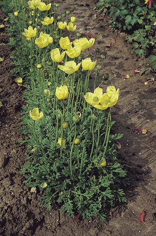 photo of flower to be used as: Pot and bedding Papaver miyabeanum Pacino®