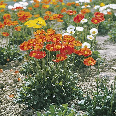 Foto fiore da  Aiuola e/o bordura Papaver nudicaule Garden Gnome