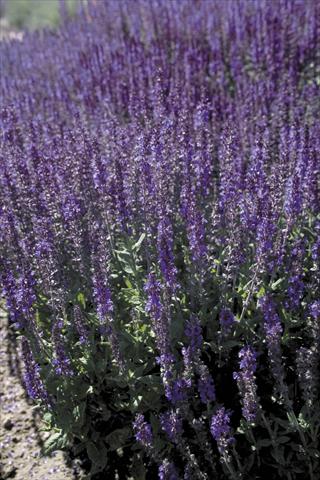 Foto fiore da  Aiuola e/o bordura Salvia x superba Dwarf Blue Queen®