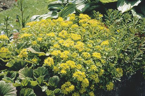 photo of flower to be used as: Pot and bedding Sedum selskianum Spirit