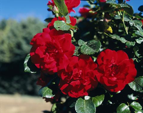 Foto fiore da  Aiuola e/o bordura Rosa rampicante GP Negresco®