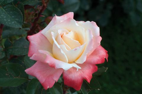 photo of flower to be used as: Bedding / border plant Rosa Tea Laetitia Casta®