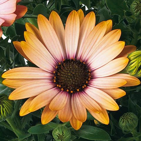 Foto fiore da  Vaso e aiola Osteospermum Margarita fides® Sunset