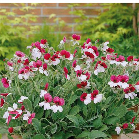 Foto fiore da  Vaso, aiuola, balcone Pelargonium grandiflorum Violareum Common