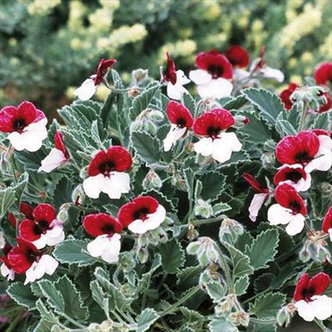 Foto fiore da  Vaso, aiuola, balcone Pelargonium grandiflorum Violareum