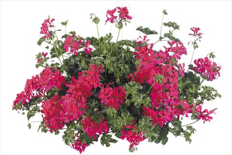 Foto fiore da  Vaso, aiuola, balcone, basket Pelargonium peltatum Grand Idols® Neon