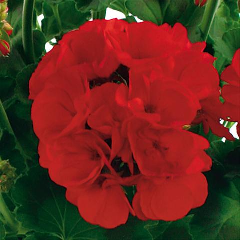 Foto fiore da  Vaso, aiuola, balcone Pelargonium zonale Summer Idols® fides® True Red