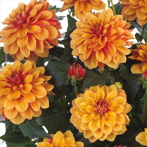 photo of flower to be used as: Pot and bedding Dahlia Dahlinova Hypnotica® fides® Bronze Bicolor