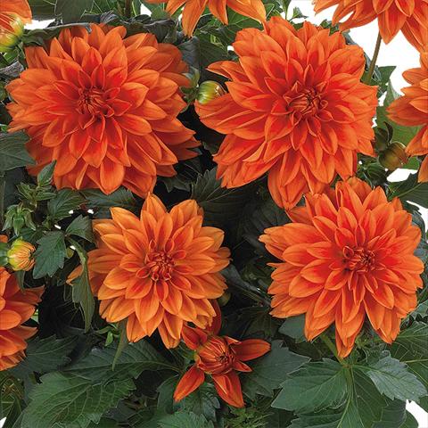 Foto fiore da  Vaso e aiola Dahlia Dahlinova Hypnotica® fides® Orange