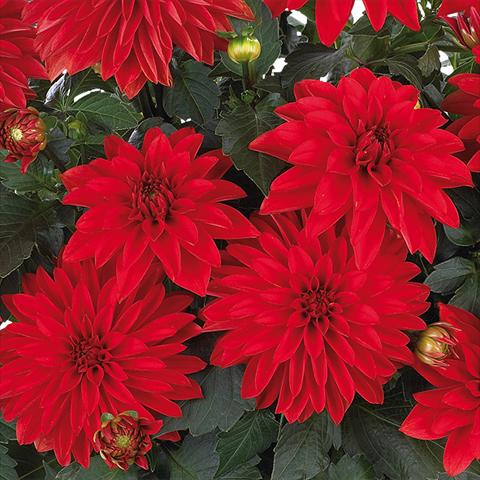 Foto fiore da  Vaso e aiola Dahlia Dahlinova Hypnotica® fides® Red