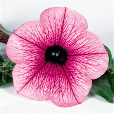 Foto fiore da  Vaso, aiuola, balcone, basket Petunia pendula Surfinia® mnp® Pink Vein 2006