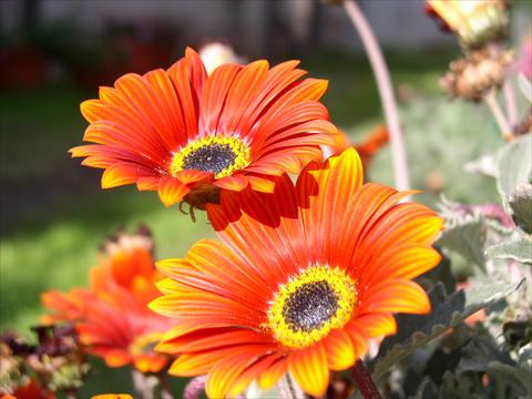 Foto fiore da  Vaso e aiola Arctotis Hannah