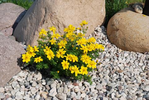 Foto fiore da  Balcone, aiuola Bidens ferulifolia Eggy Top