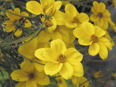 Foto fiore da  Balcone, aiuola Bidens ferulifolia Peters Goldrush