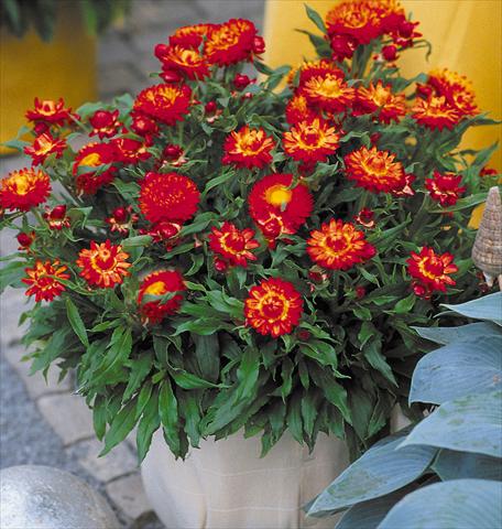 photo of flower to be used as: Pot and bedding Helichrysum (Bracteantha) Sundaze™ New Red