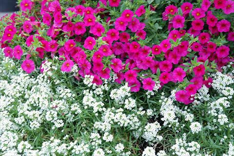 Foto fiore da  Balcone, vaso Calibrachoa Superbells Magenta