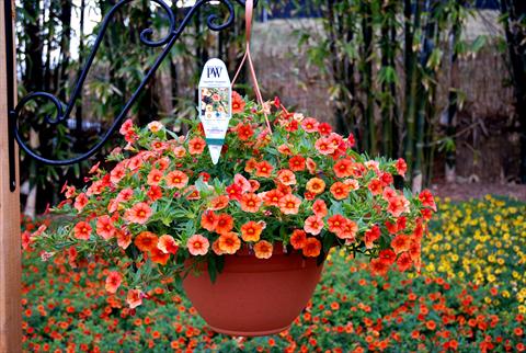 Foto fiore da  Balcone, vaso Calibrachoa Superbells Orange