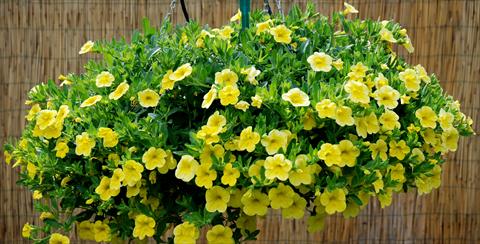 Foto fiore da  Balcone, vaso Calibrachoa Superbells Yellow