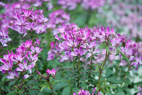 photo of flower to be used as: Pot, bedding, patio Cleome Señorita Rosalita