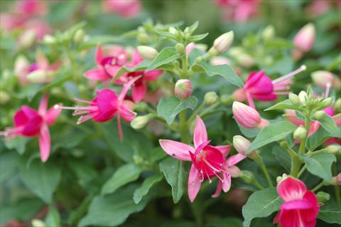 photo of flower to be used as: Pot Fuchsia Cherry