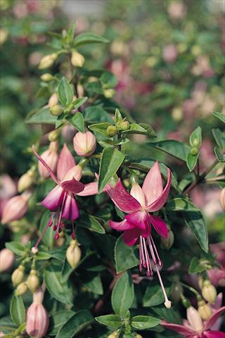 Foto fiore da  Vaso Fuchsia Paula Jane