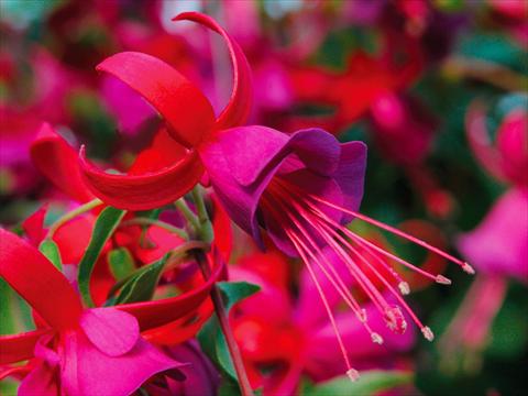 photo of flower to be used as: Pot Fuchsia Shadowdancer™ Marcia