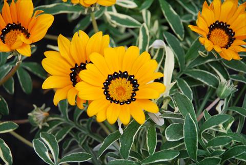 photo of flower to be used as: Pot, bedding, patio Gazania splendens Eagle Eye