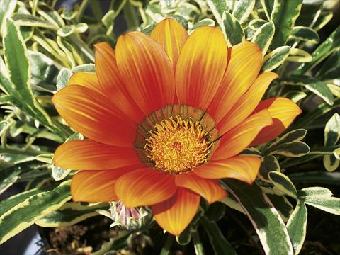 photo of flower to be used as: Patio, bedding Gazania splendens Tiger Eye