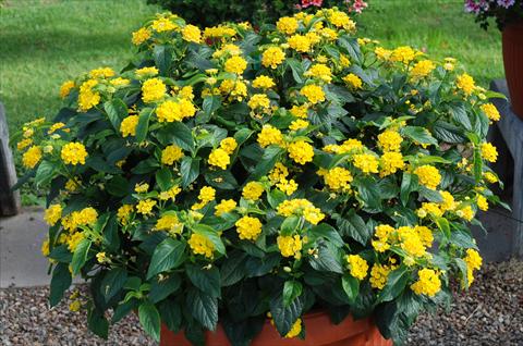 Foto fiore da  Balcone, aiuola Lantana camara TOP Calippo Gold