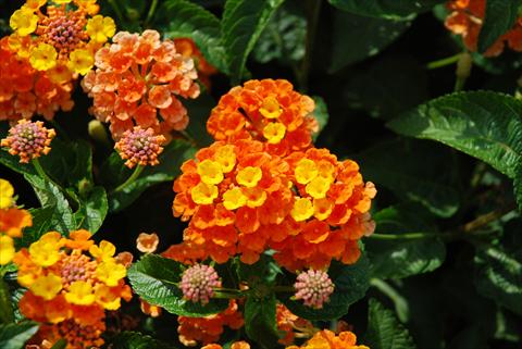 Foto fiore da  Vaso, aiuola, balcone Lantana camara TOP Calippo Mandarin