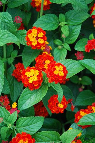 photo of flower to be used as: Pot, bedding, patio Lantana camara TOP Mini Red